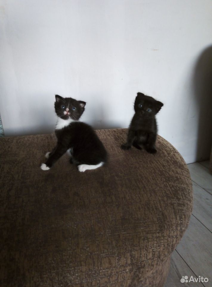 Котики: чёрный и чёрный с белыми лапками купить на Зозу.ру - фотография № 2
