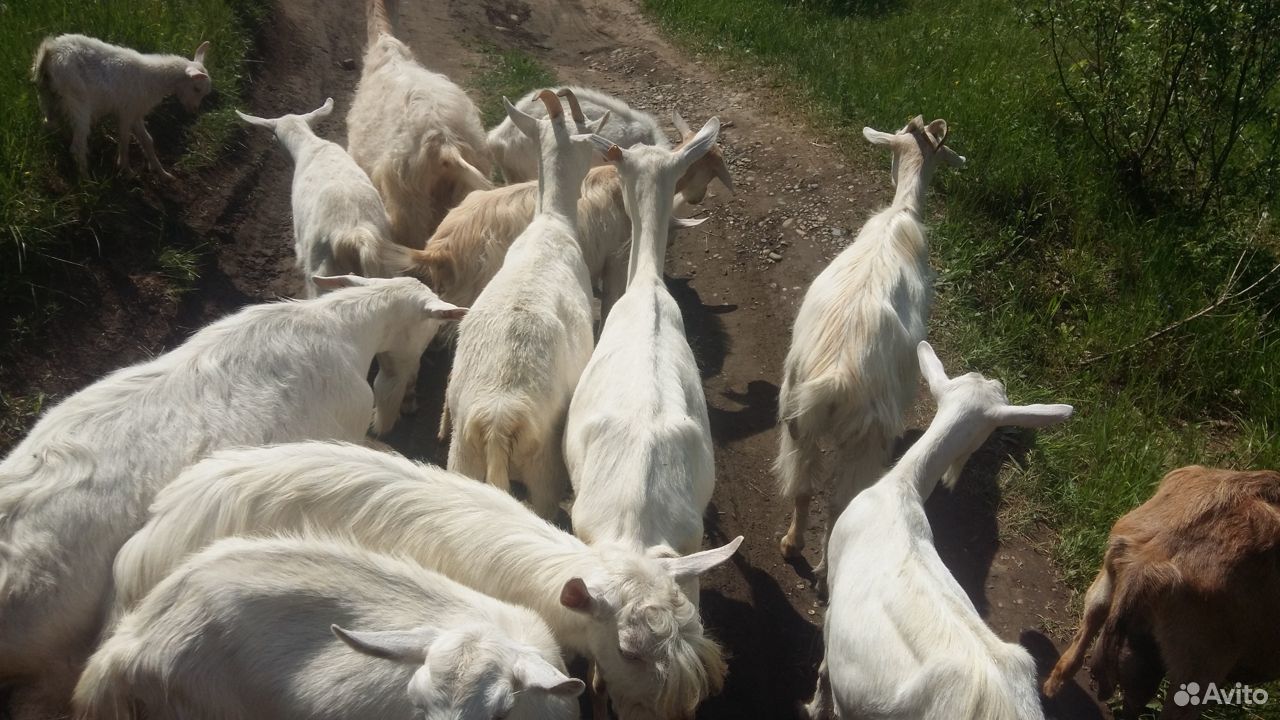 Дойные зааненские козы, козлята, молоко купить на Зозу.ру - фотография № 2
