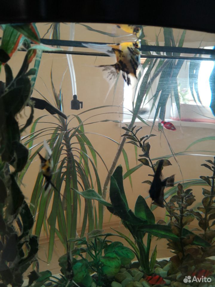 Подарок для детей Готовый аквариум с рыбками купить на Зозу.ру - фотография № 3