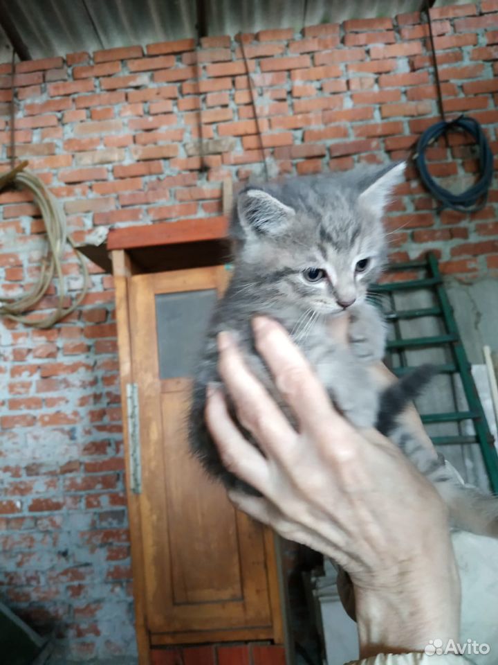 Отдам даром замечательных котят купить на Зозу.ру - фотография № 1