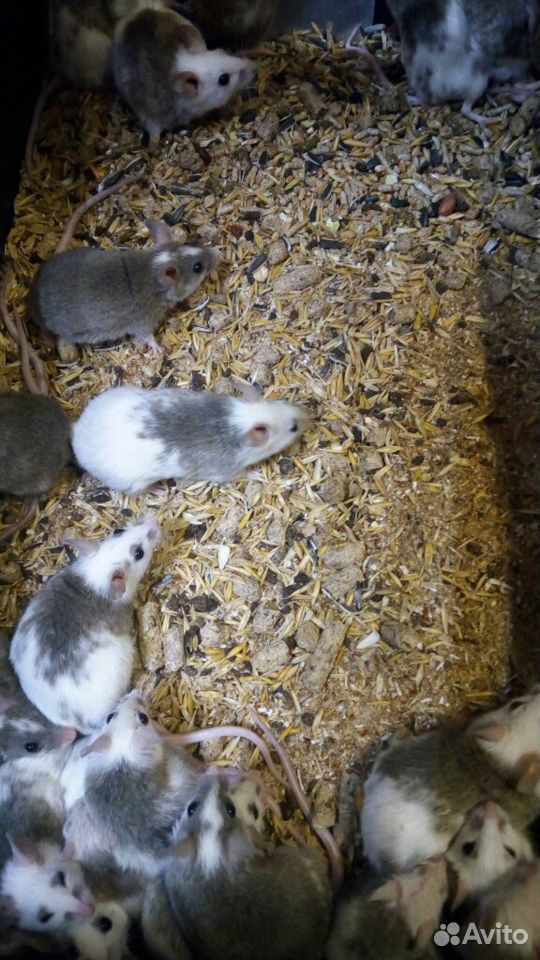 Мышь мастомис купить на Зозу.ру - фотография № 1