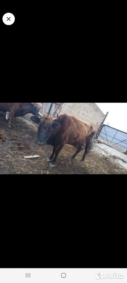4 дойные коровы купить на Зозу.ру - фотография № 4