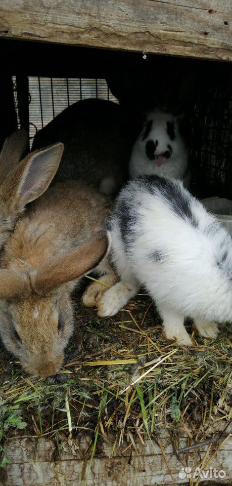 Кролики (1-3 месячные) купить на Зозу.ру - фотография № 5