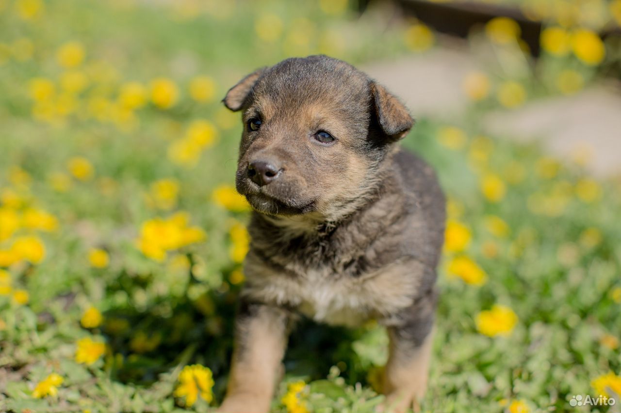 Бусинка - ласковый щенок ищет свою семью купить на Зозу.ру - фотография № 7