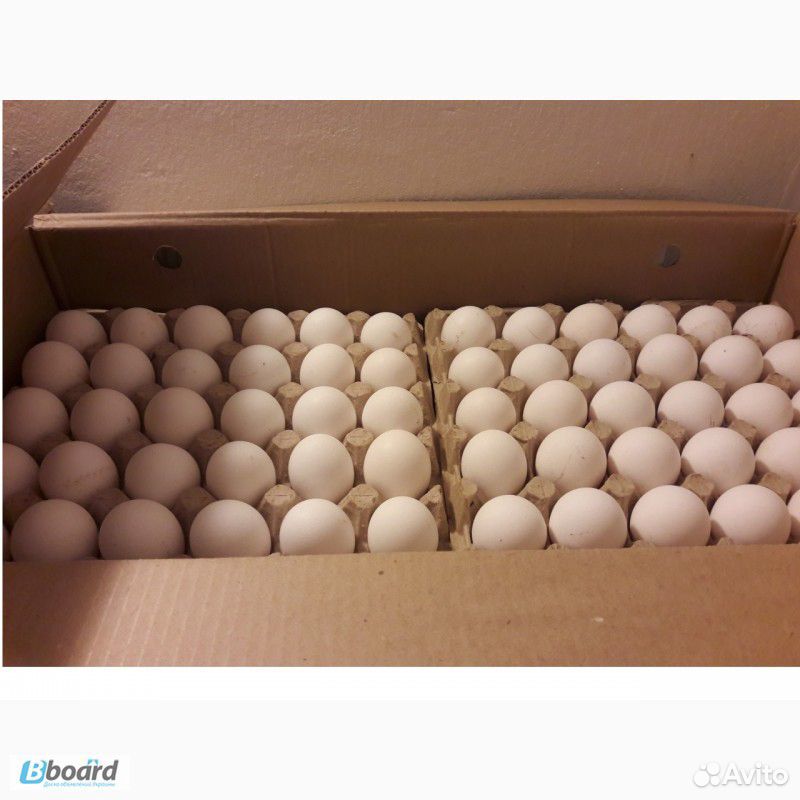 Где купить яйцо бройлера для инкубатора. Инкубационное яйцо бройлера Кобб 500. Инкубационное яйцо бройлера Росс 308. Кобб 700 инкубационное яйцо. Инкубационное яйцо Росс 308 Словакия.