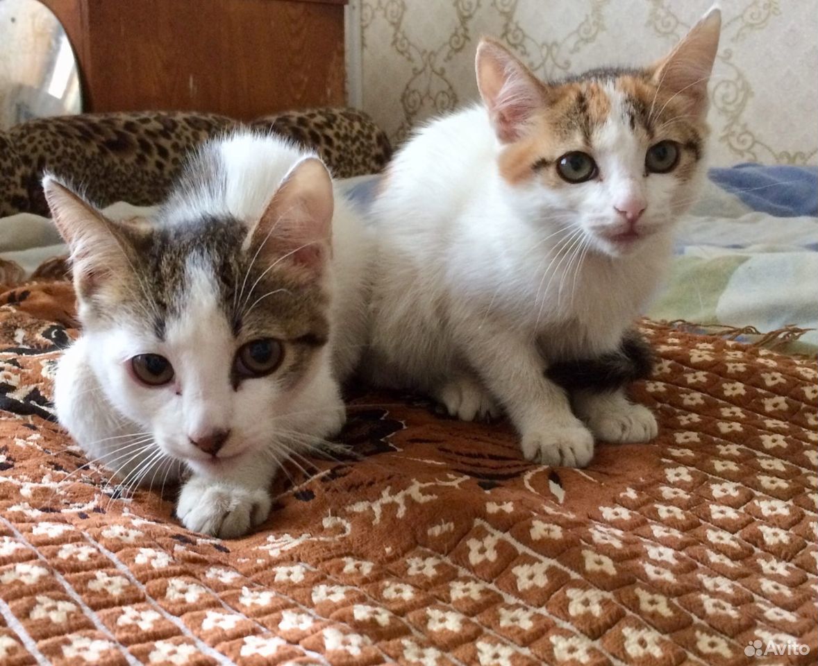 Отдам двух маленьких котят купить на Зозу.ру - фотография № 3