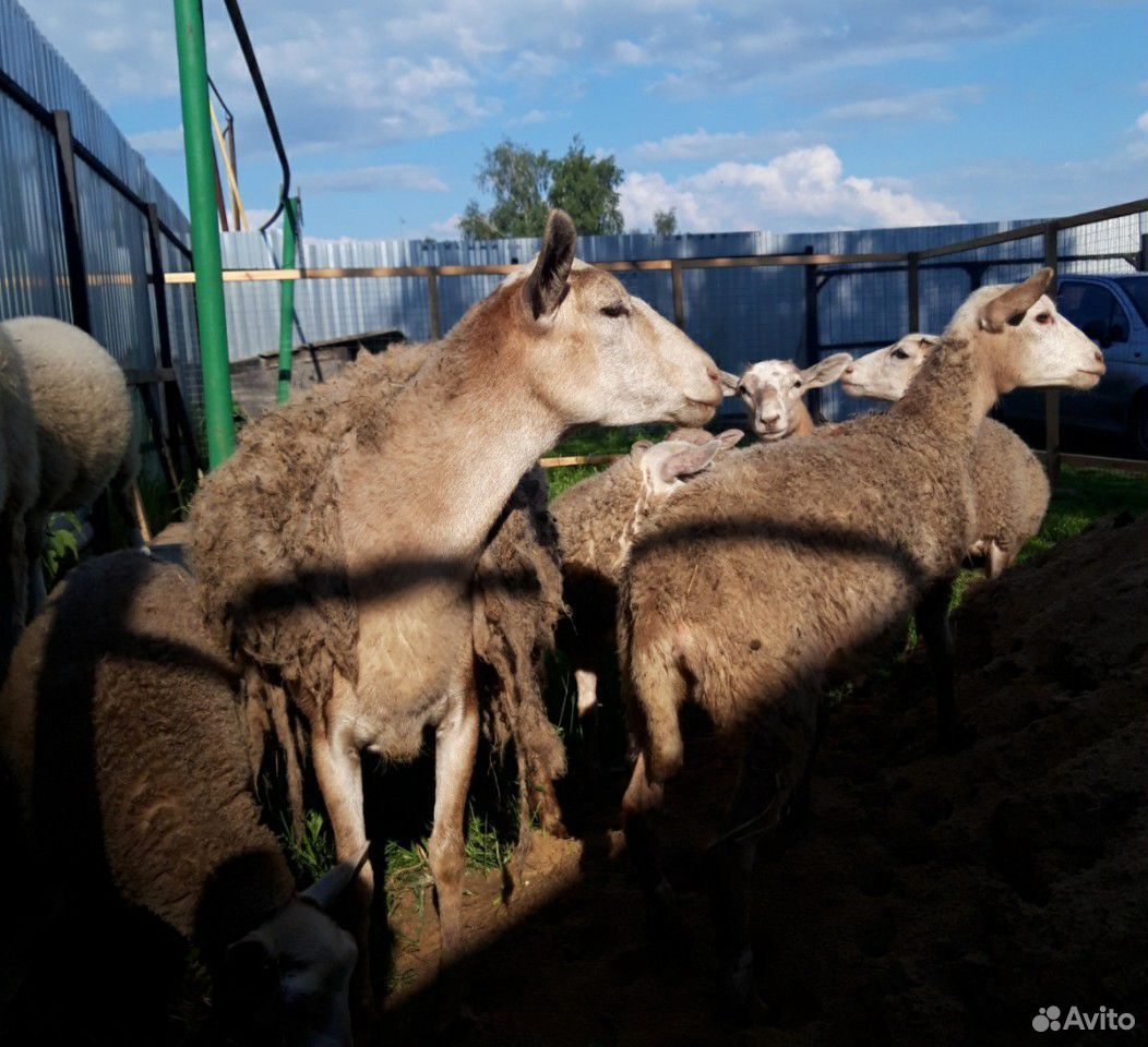 Овцы Катумские купить на Зозу.ру - фотография № 3