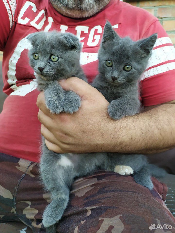 Котята,осталось два купить на Зозу.ру - фотография № 5