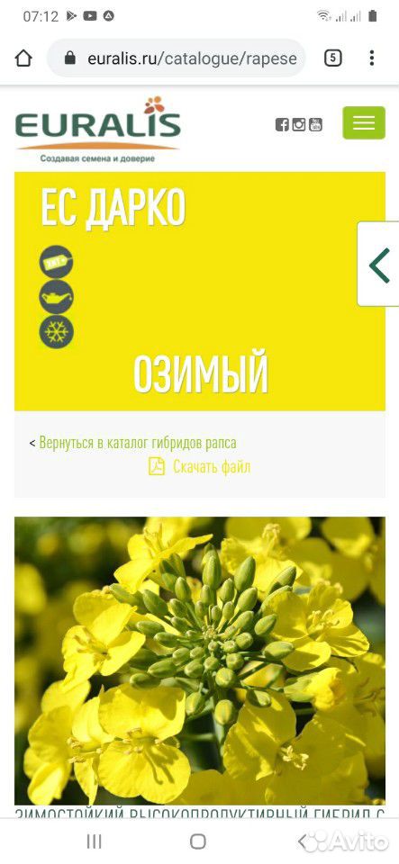 Рапс озимый семена купить на Зозу.ру - фотография № 1