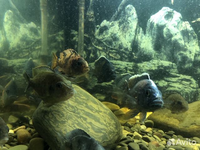 Большой готовый аквариум с рыбками купить на Зозу.ру - фотография № 4