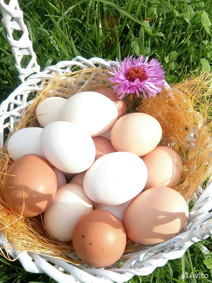 Куриные яйца от своих курочек купить на Зозу.ру - фотография № 1