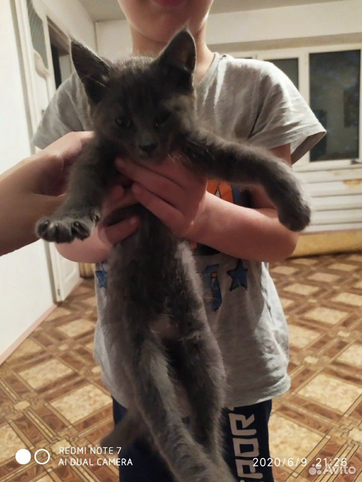 Отдам котенка в хорошие руки британский купить на Зозу.ру - фотография № 3