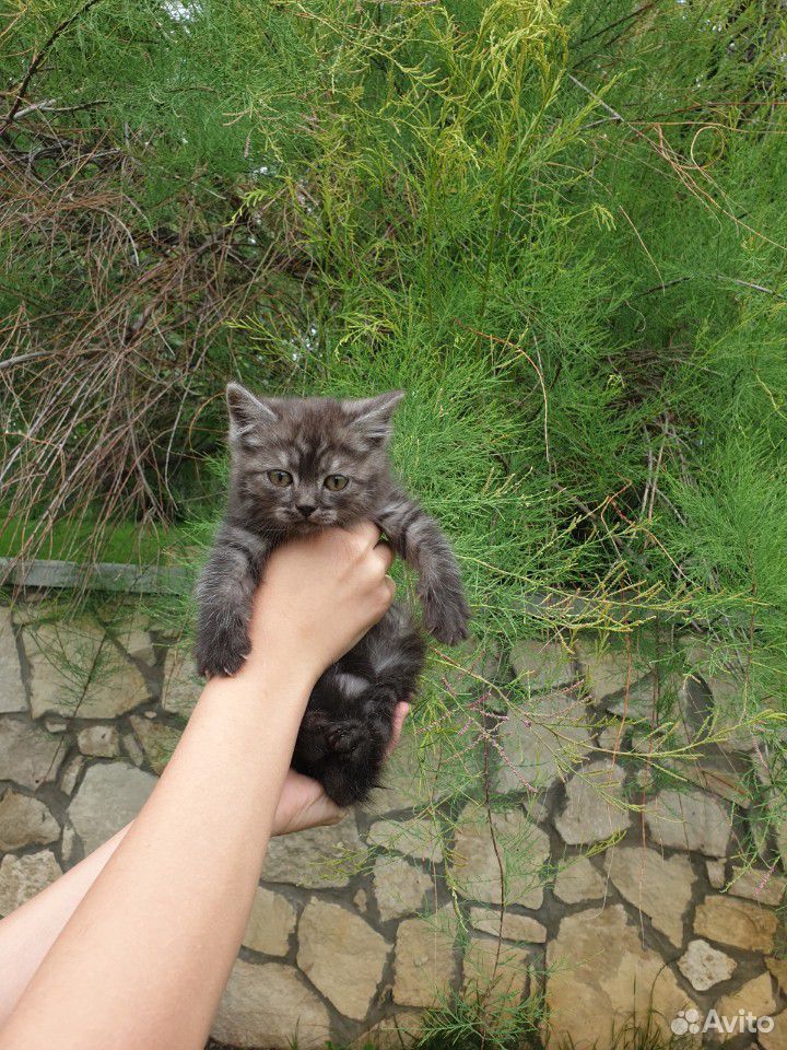 2 котенка в добрые руки купить на Зозу.ру - фотография № 1