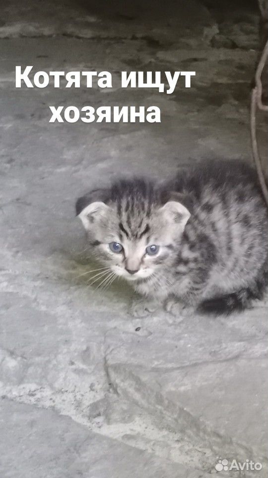 Котята ищут хозяина купить на Зозу.ру - фотография № 1