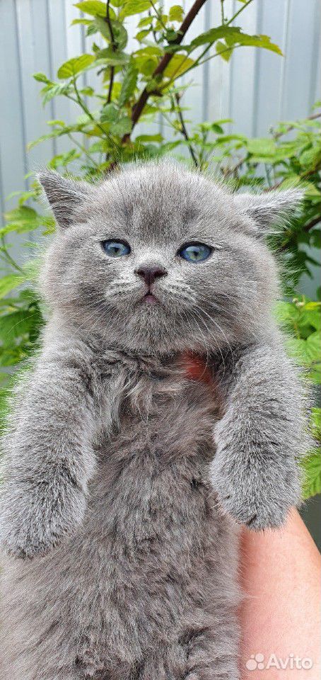 Британские плюшевые котята купить на Зозу.ру - фотография № 4