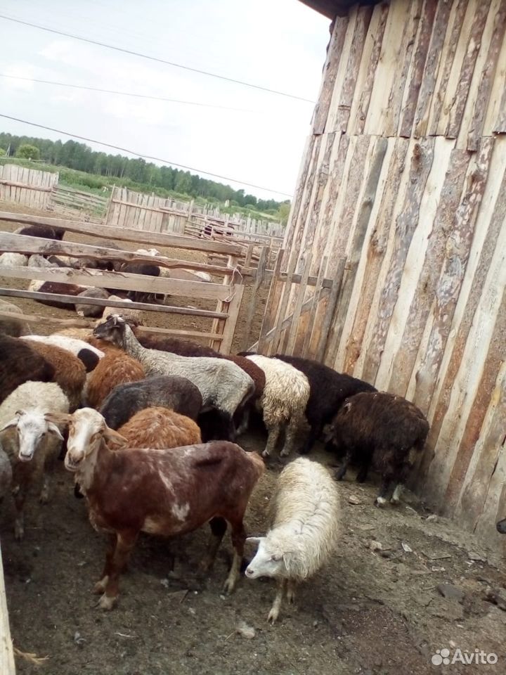 Овцы, бараны племенные купить на Зозу.ру - фотография № 5