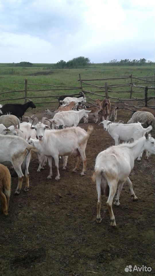 Продам дойных коз купить на Зозу.ру - фотография № 8
