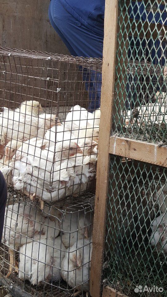 Цыплята мясная порода бролер купить на Зозу.ру - фотография № 2