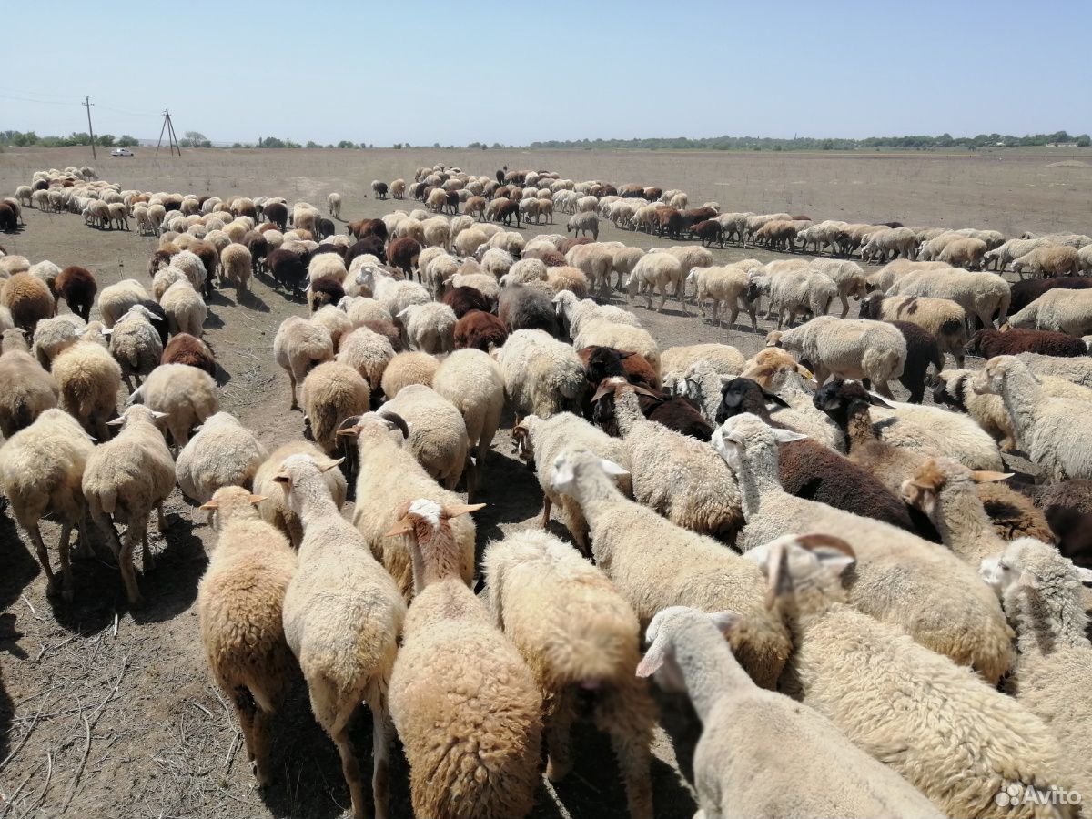 Овцы ягнята зимние на выбор купить на Зозу.ру - фотография № 4