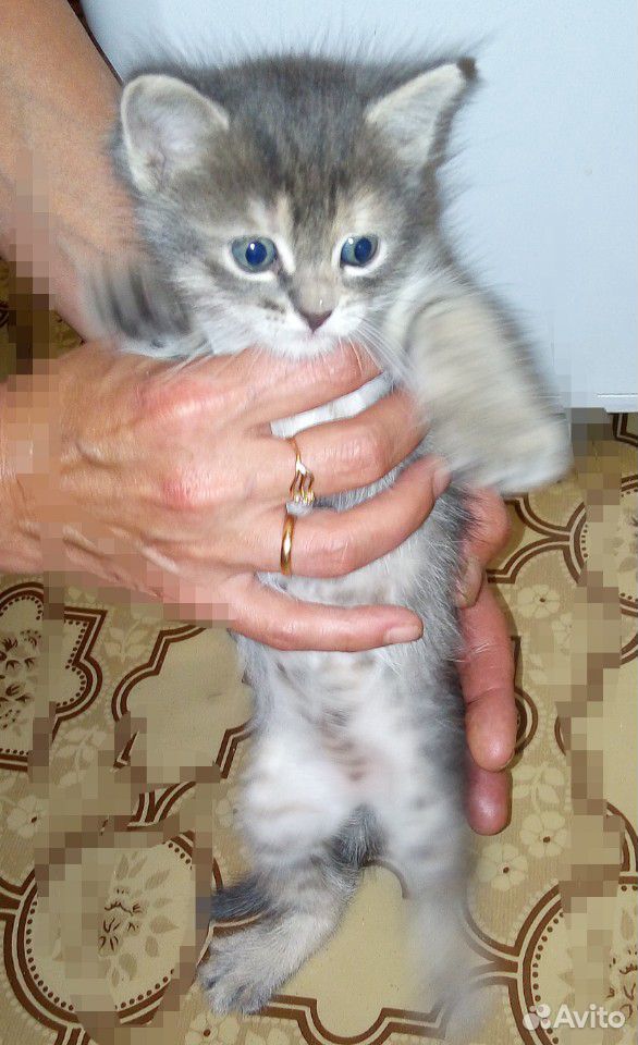 Кошка, кот купить на Зозу.ру - фотография № 1