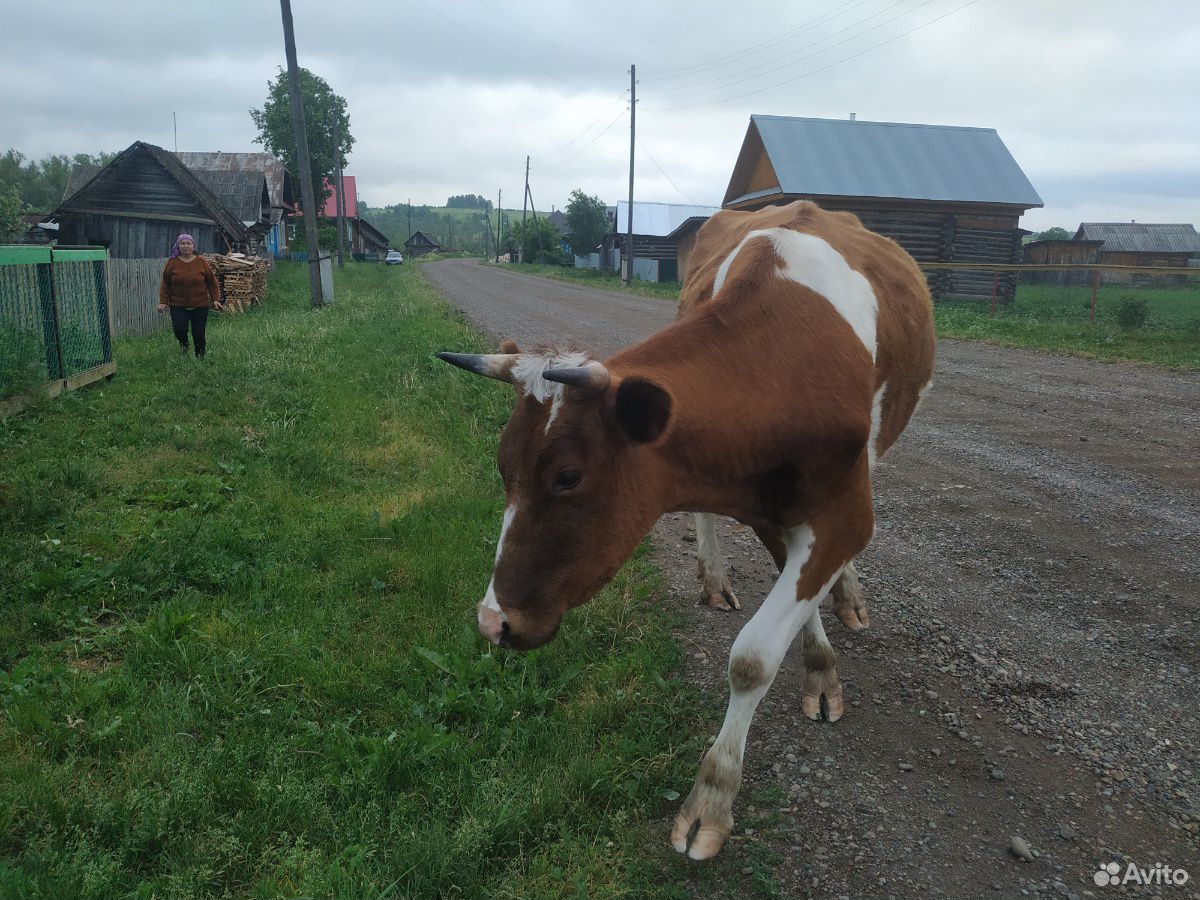 Продам дойную корову купить на Зозу.ру - фотография № 1