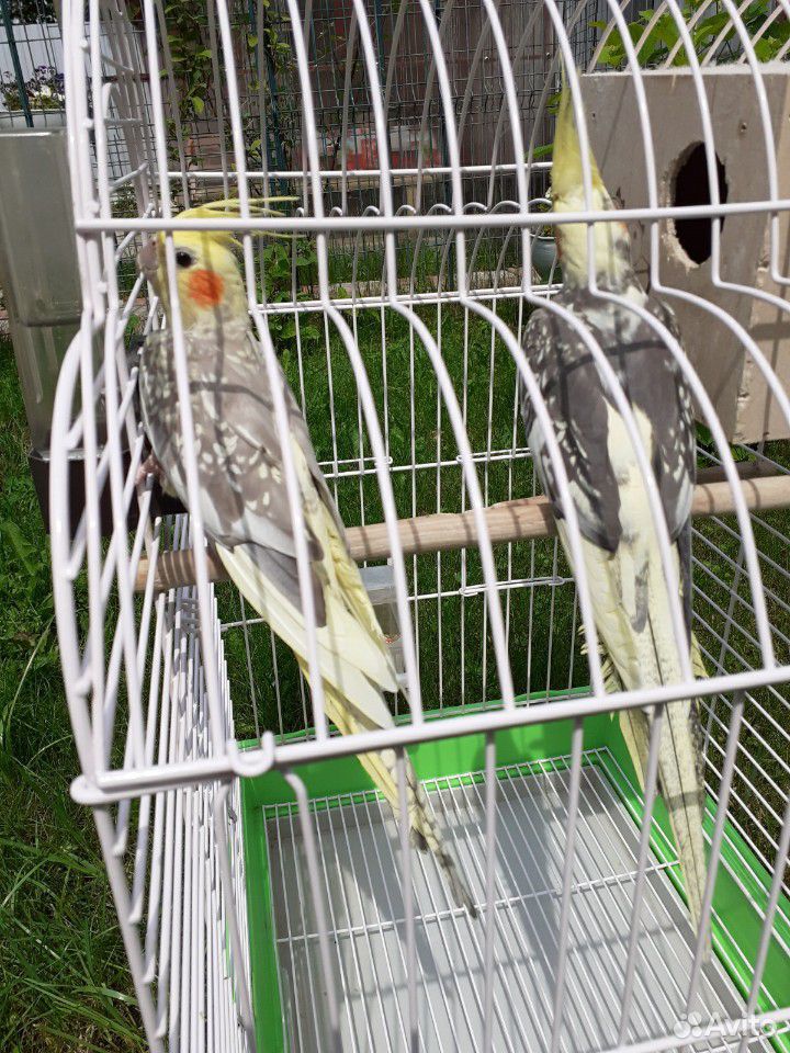 Продаются парочка попугаев кореллы с большой клетк купить на Зозу.ру - фотография № 4