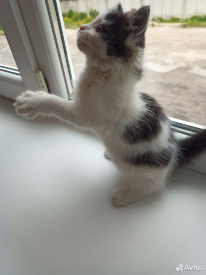 Отдадим пушистого бело-чёрного котёнка в хорошие р купить на Зозу.ру - фотография № 2