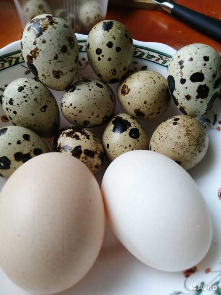 Продам перепелиные яйца купить на Зозу.ру - фотография № 2