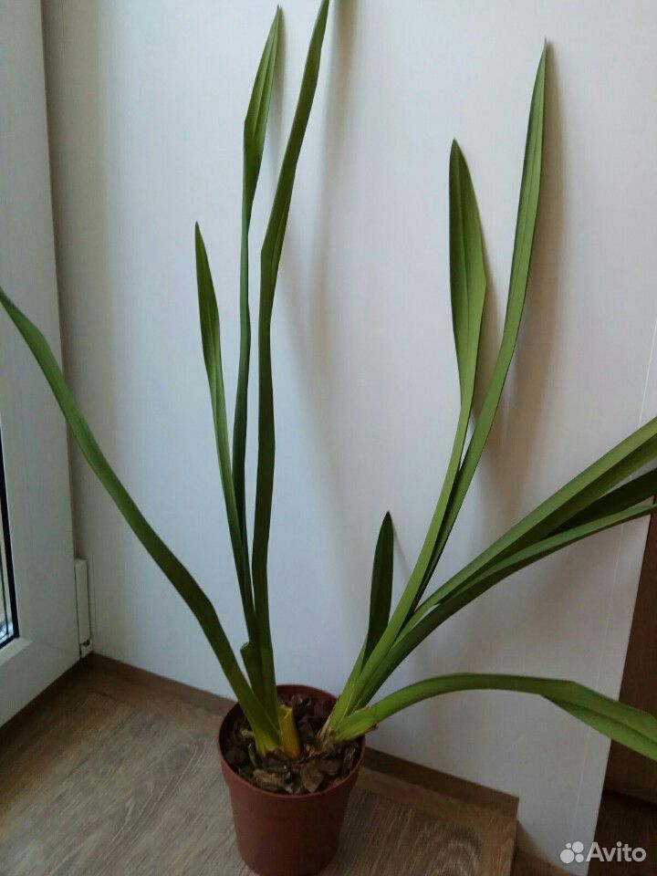 Орхидея Цимбидиум купить на Зозу.ру - фотография № 3