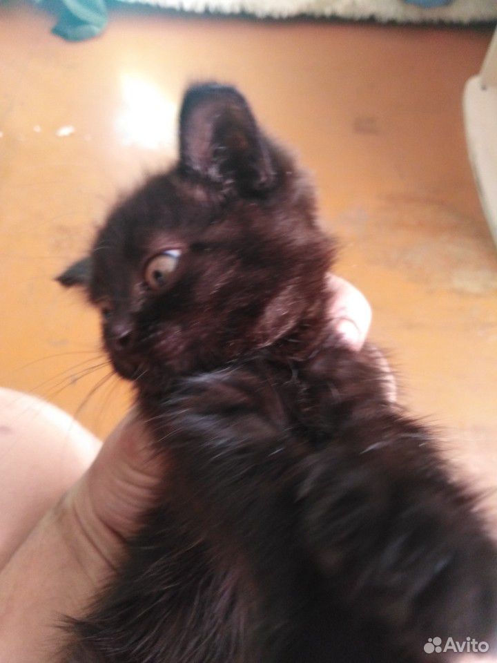 Отдам котенка девочка родилась 24.04.20 папа брита купить на Зозу.ру - фотография № 2