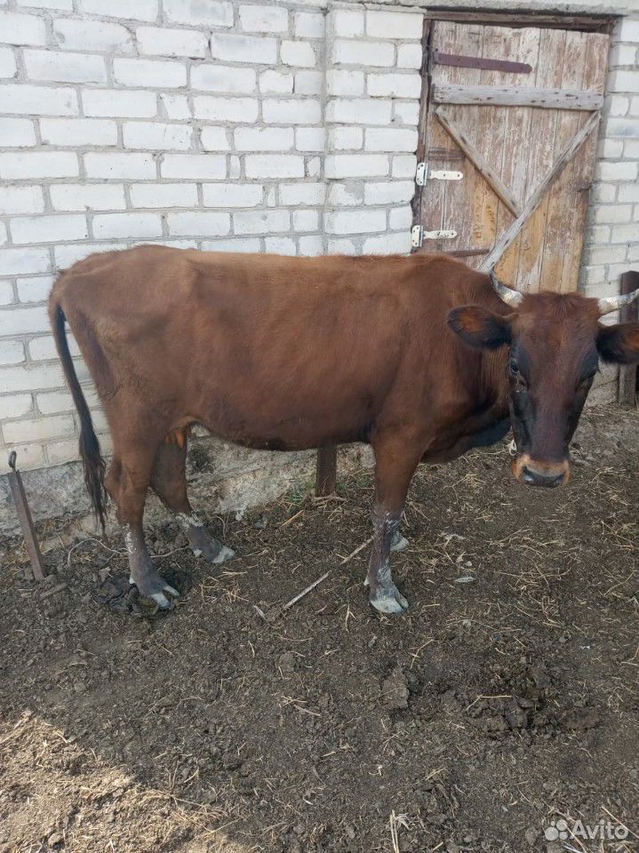 Коровы и телята купить на Зозу.ру - фотография № 3