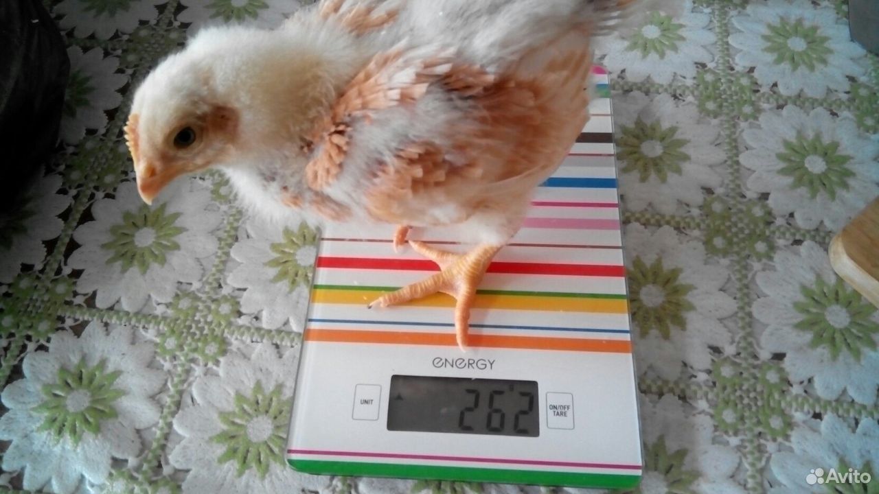 Подрощенные цыплята на откорм мясной породы купить на Зозу.ру - фотография № 2