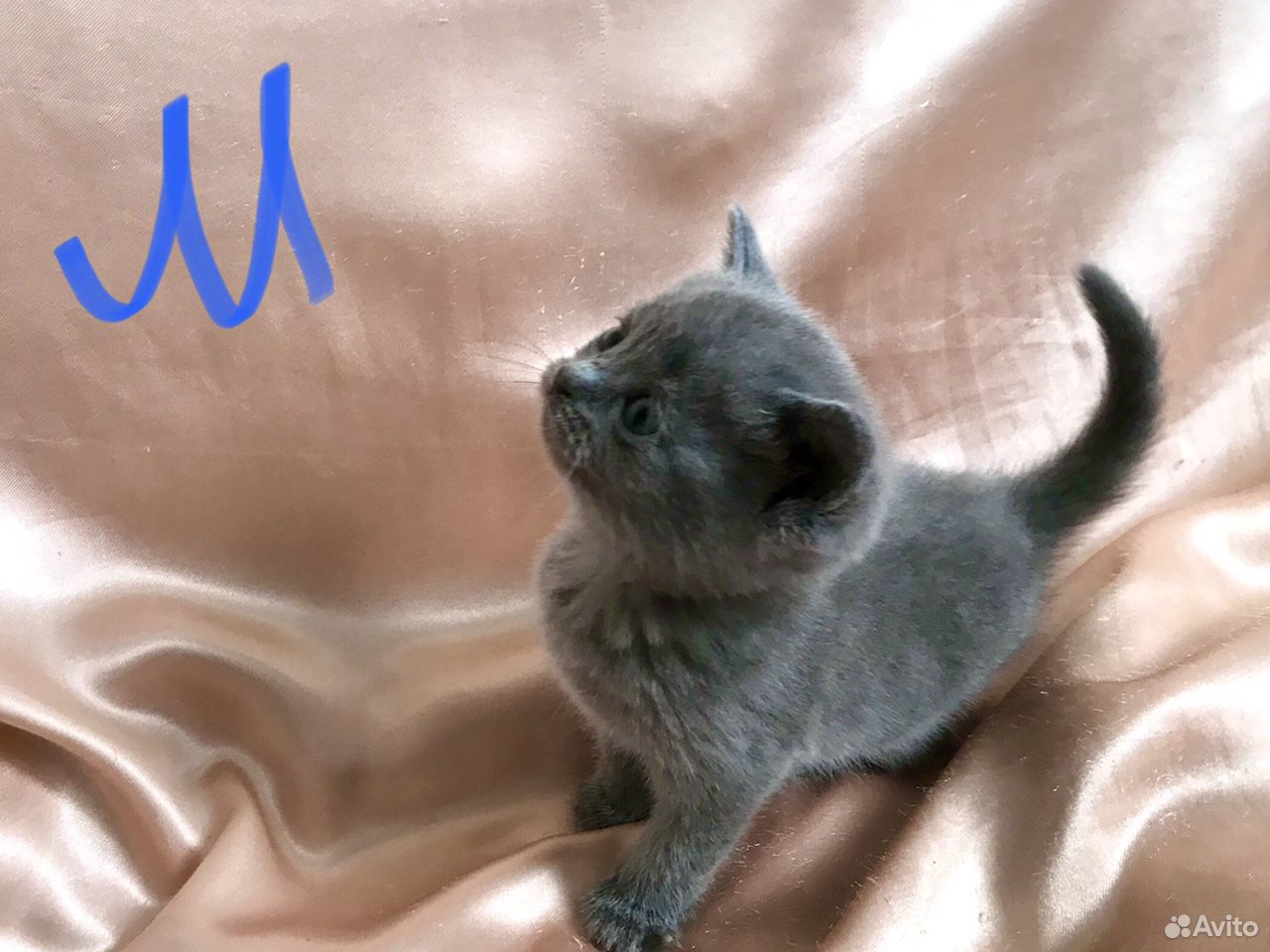Британские котята с мраморным рисунком купить на Зозу.ру - фотография № 7