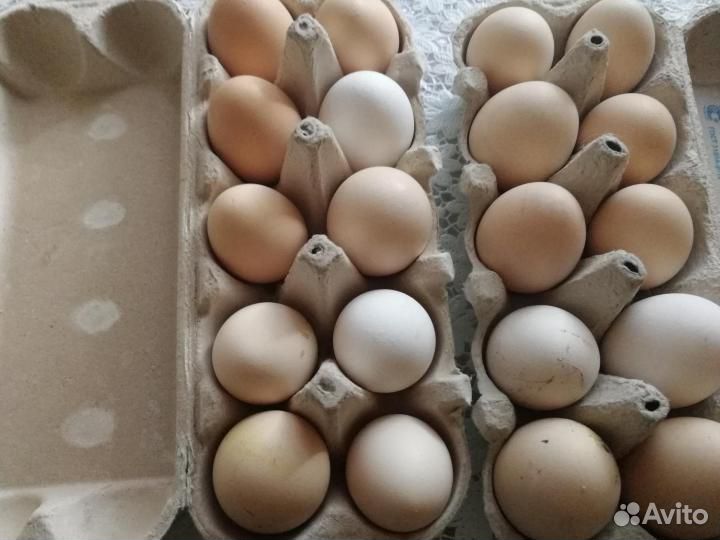 Где Можно Купить Домашние Яйца Туймазы