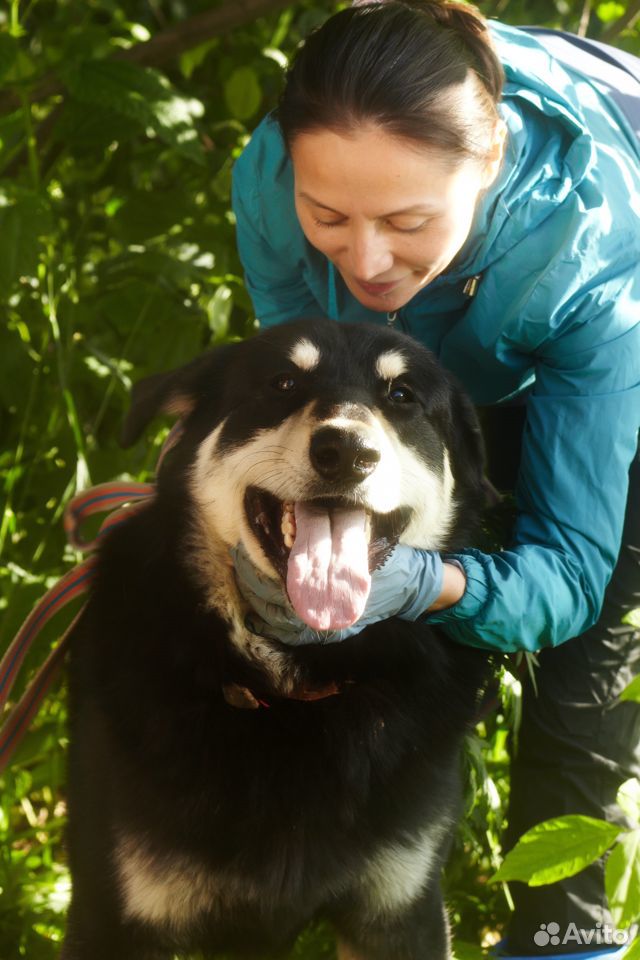 Большой и хороший пес Майор купить на Зозу.ру - фотография № 3