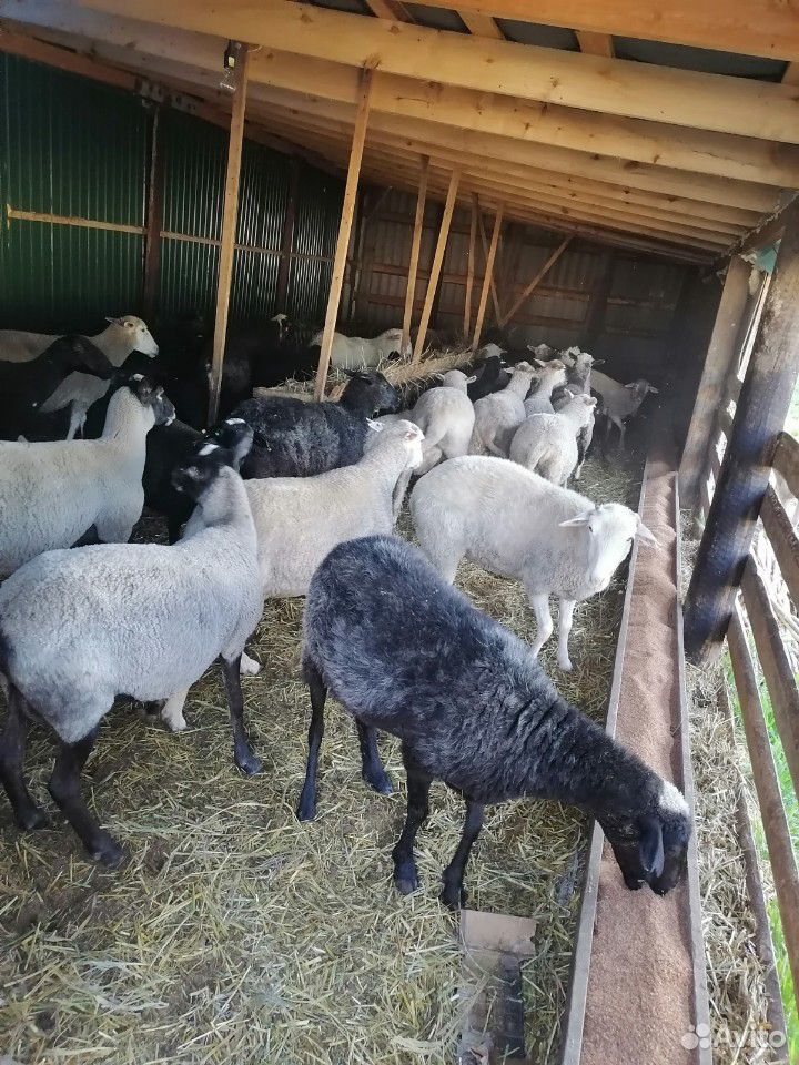 Овцы, козы доенные купить на Зозу.ру - фотография № 1