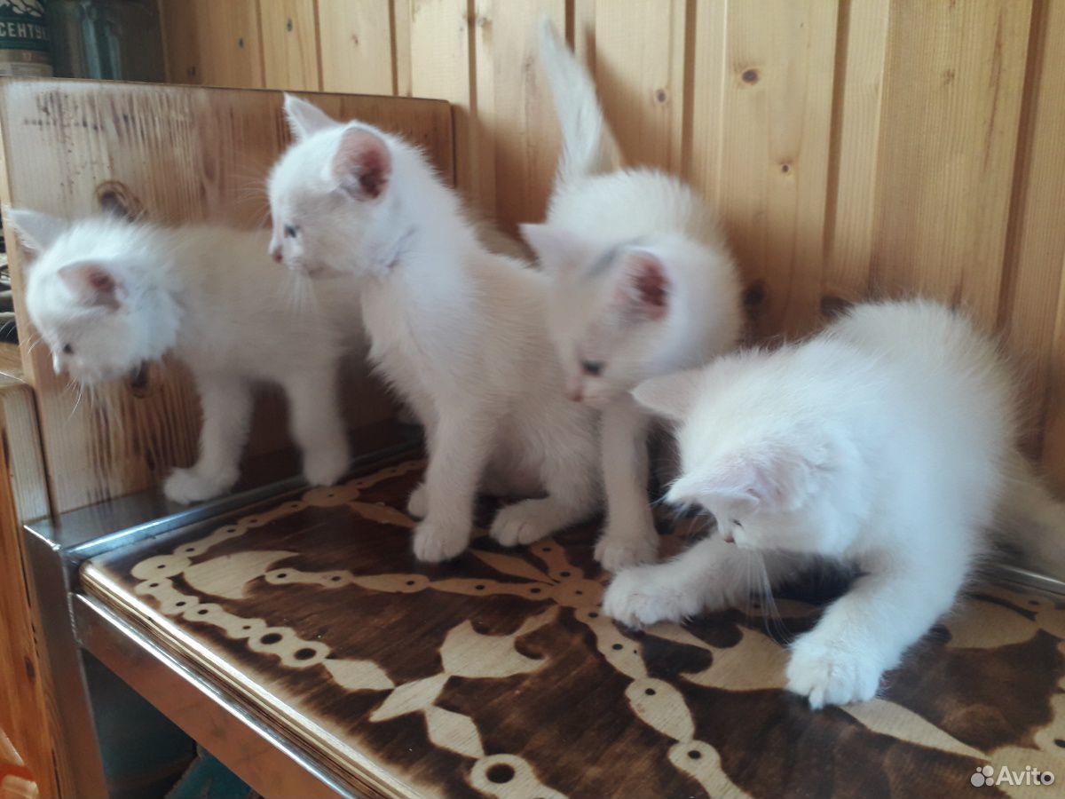 Белые котята купить на Зозу.ру - фотография № 1