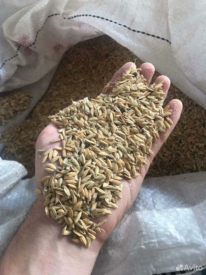 Кукуруза Пшеница Ячмень Горох Рис купить на Зозу.ру - фотография № 8
