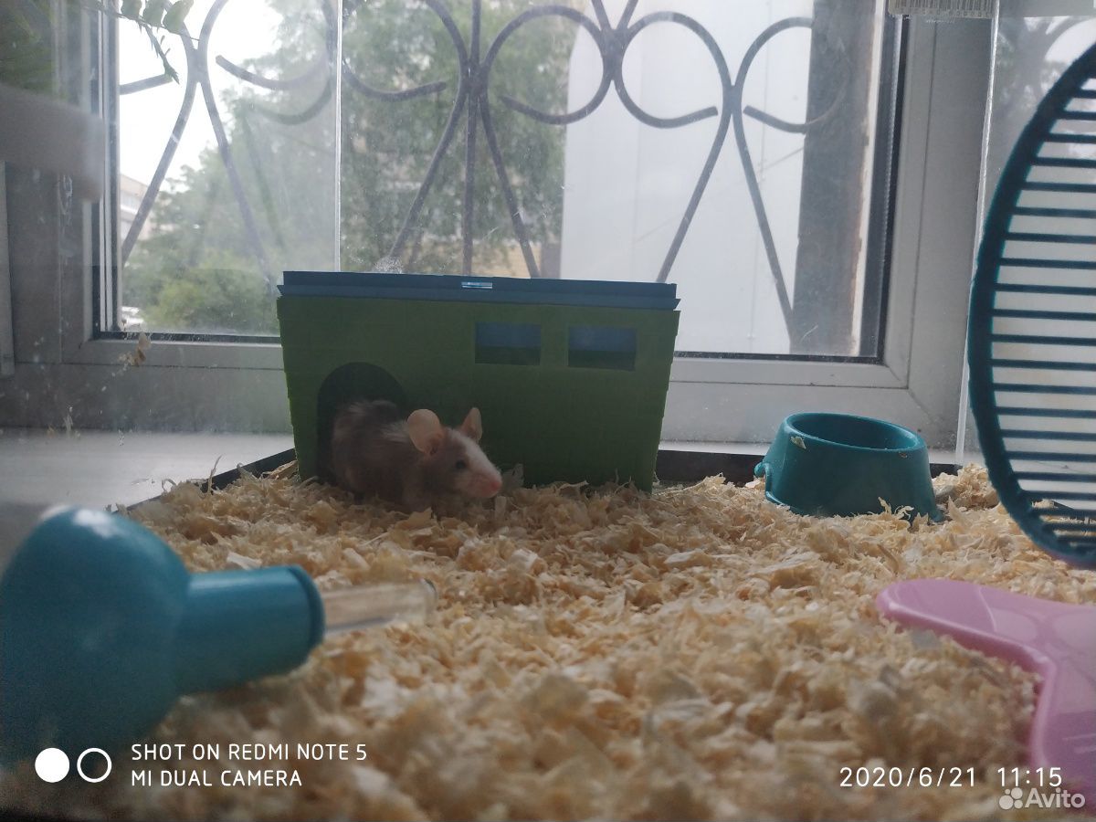 Японский мышки купить на Зозу.ру - фотография № 4