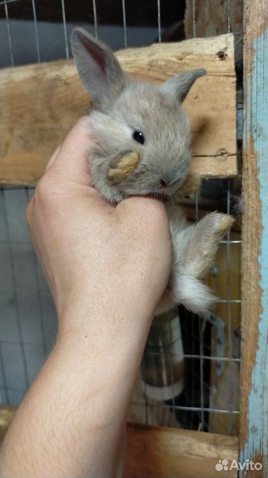 Вислохие мини кролики купить на Зозу.ру - фотография № 4