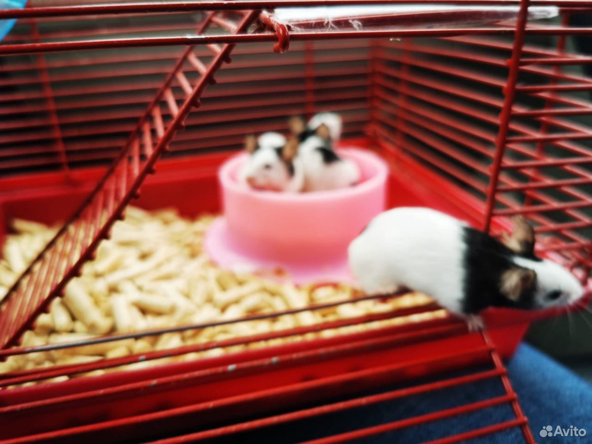 Японские мышки купить на Зозу.ру - фотография № 4