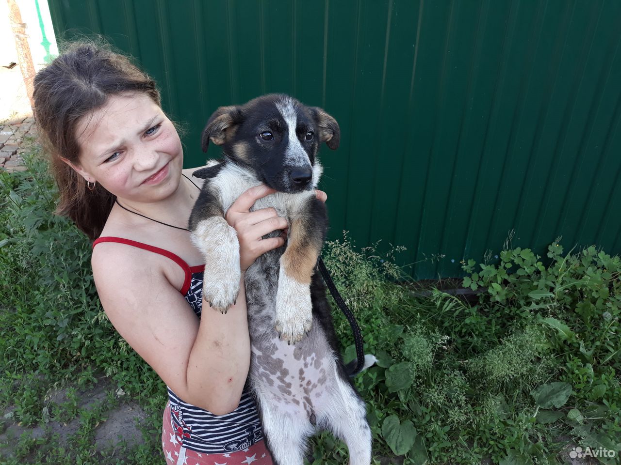 Звонкий щенок Камри ищет хозяина купить на Зозу.ру - фотография № 2