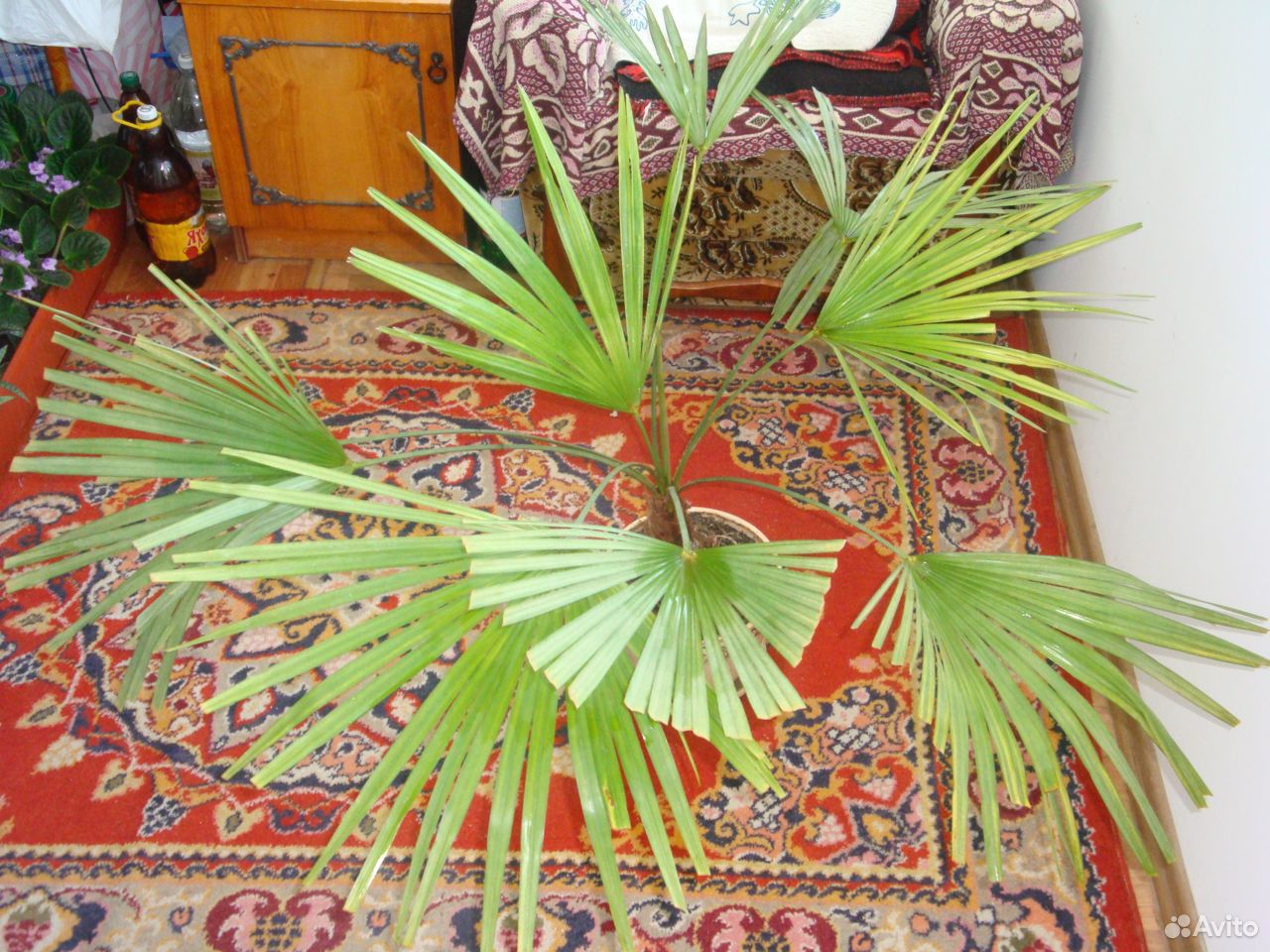 Крымская пальма Трахикарпус купить на Зозу.ру - фотография № 1
