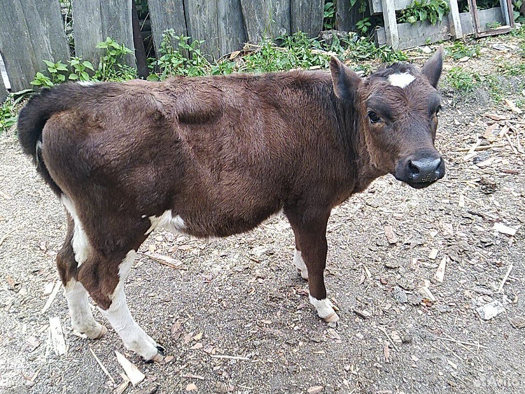 Корова с телёнком купить на Зозу.ру - фотография № 5