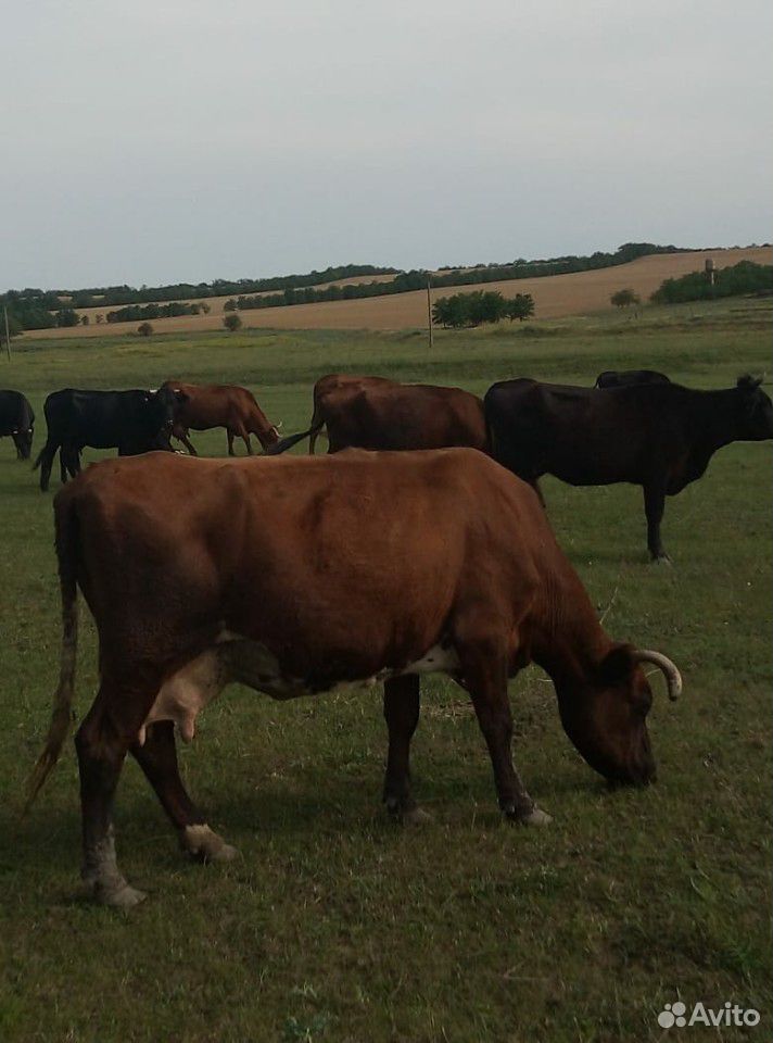 Корова и телка купить на Зозу.ру - фотография № 2