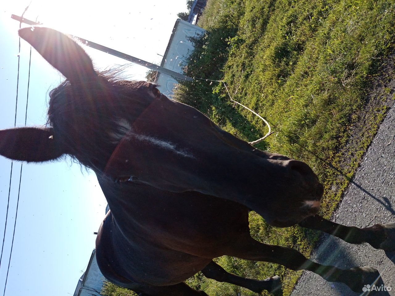 Продам лошадь (кобыла майская 8 лет) купить на Зозу.ру - фотография № 1