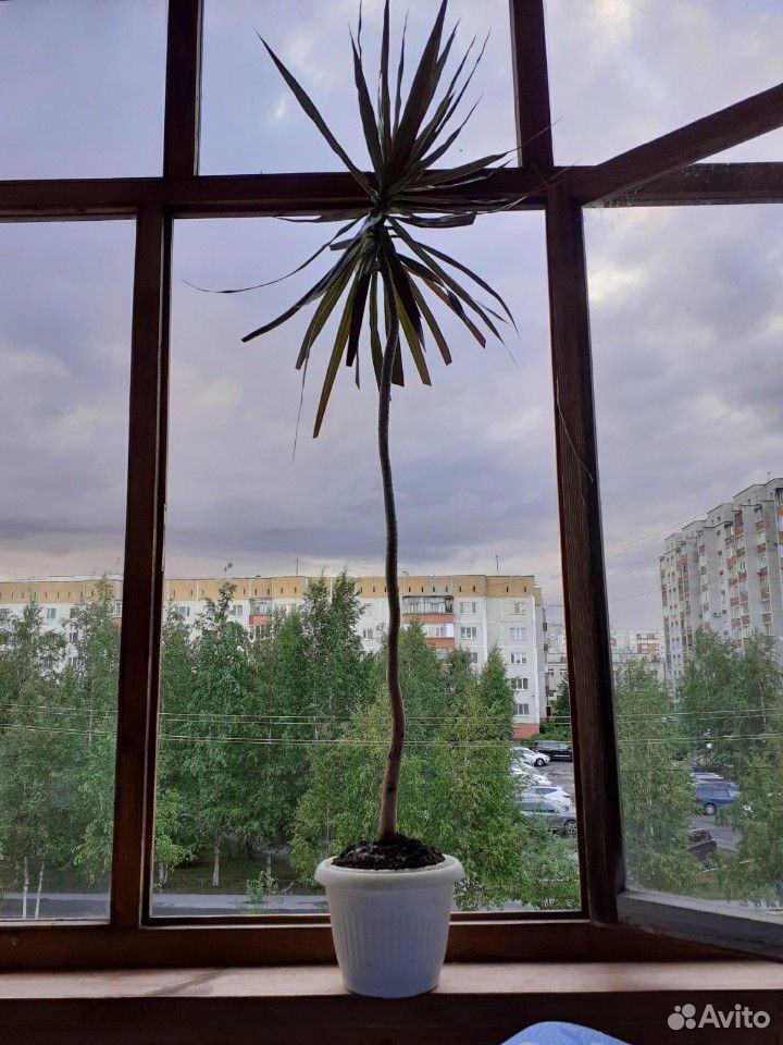 Растение комнатное купить на Зозу.ру - фотография № 1