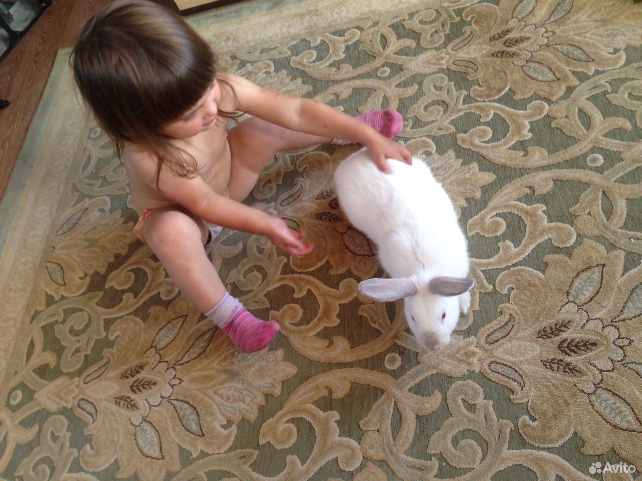 Кролик белый самочка купить на Зозу.ру - фотография № 2