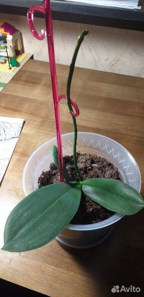 Орхидея, фаленопсис купить на Зозу.ру - фотография № 2