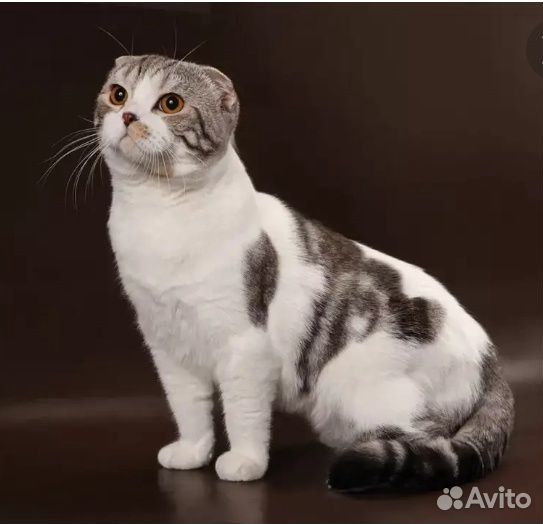 Шотландские котята с редким окрасом купить на Зозу.ру - фотография № 9